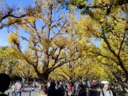 08 イチョウ通り４