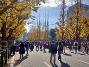 07 イチョウ通り３