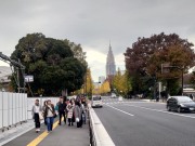 12 四谷角筈線の黄葉