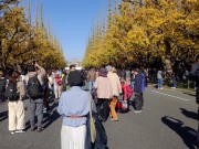 05 イチョウ通り１