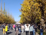 06 イチョウ通り２s