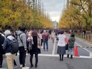 09 イチョウ通り５